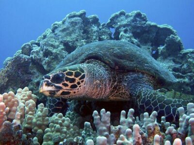 ‘Turtle Whisperer’ Turns Poachers Into Allies Image